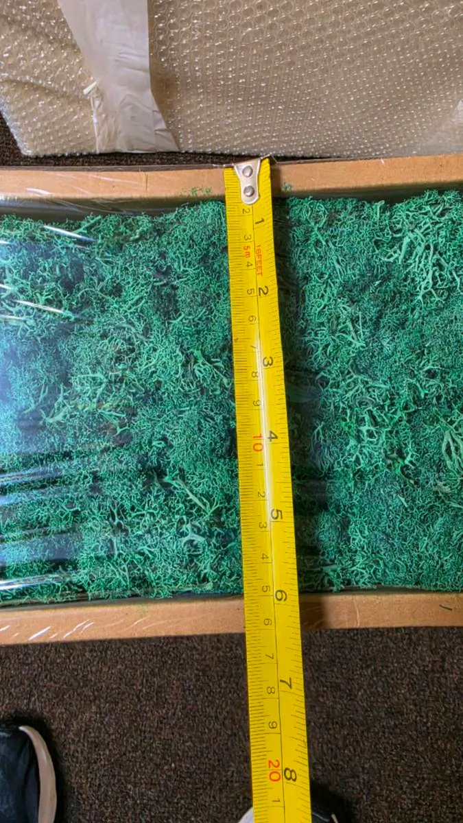 Preserved Reindeer Moss / Scandinavian Lichen - Image 2