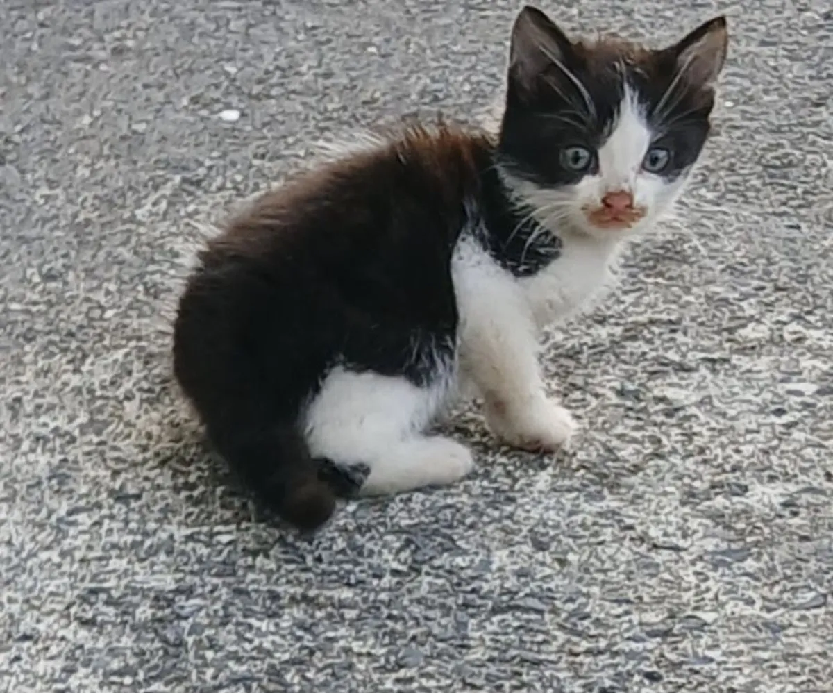 Kitten - Image 1