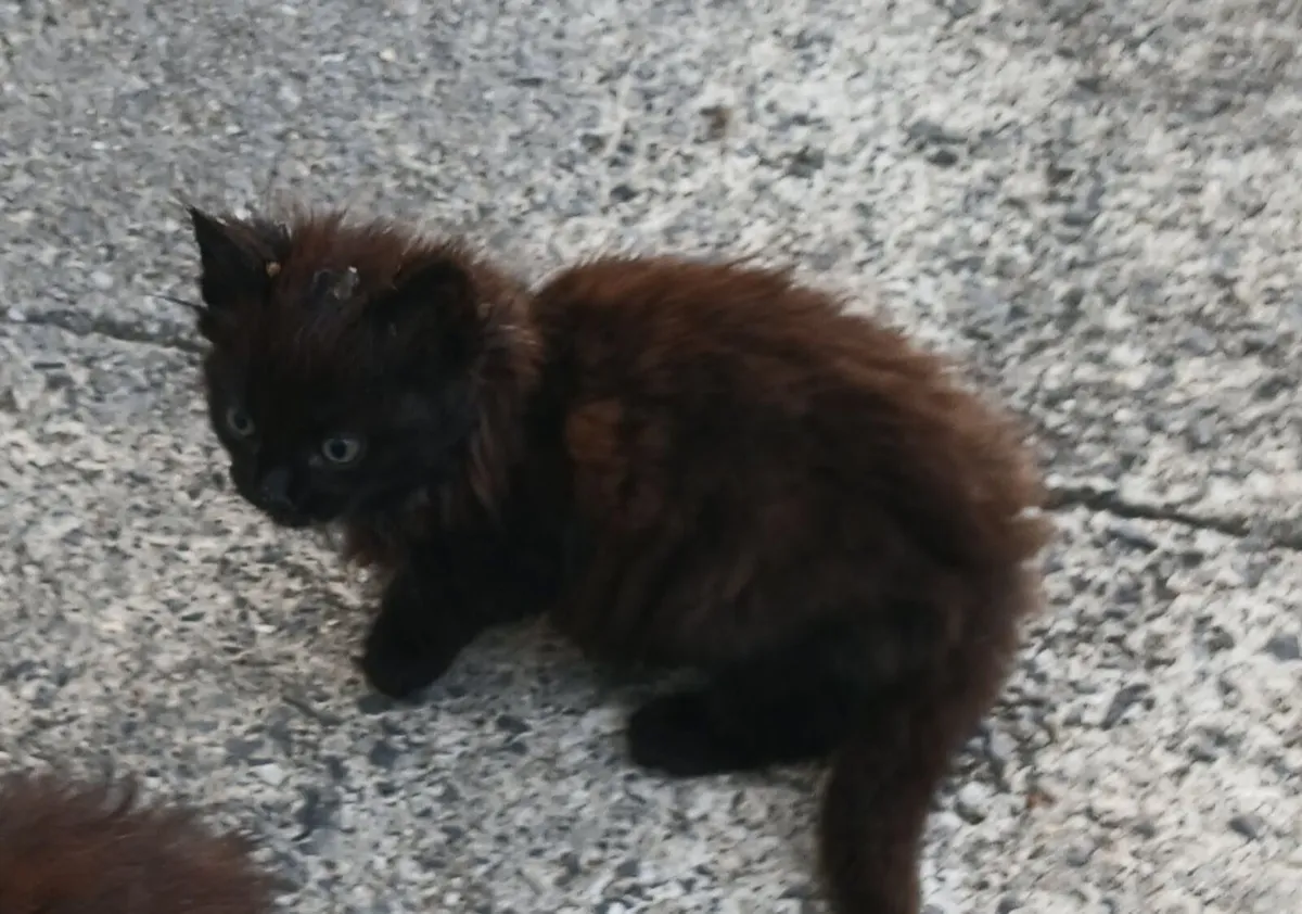 Kitten - Image 2