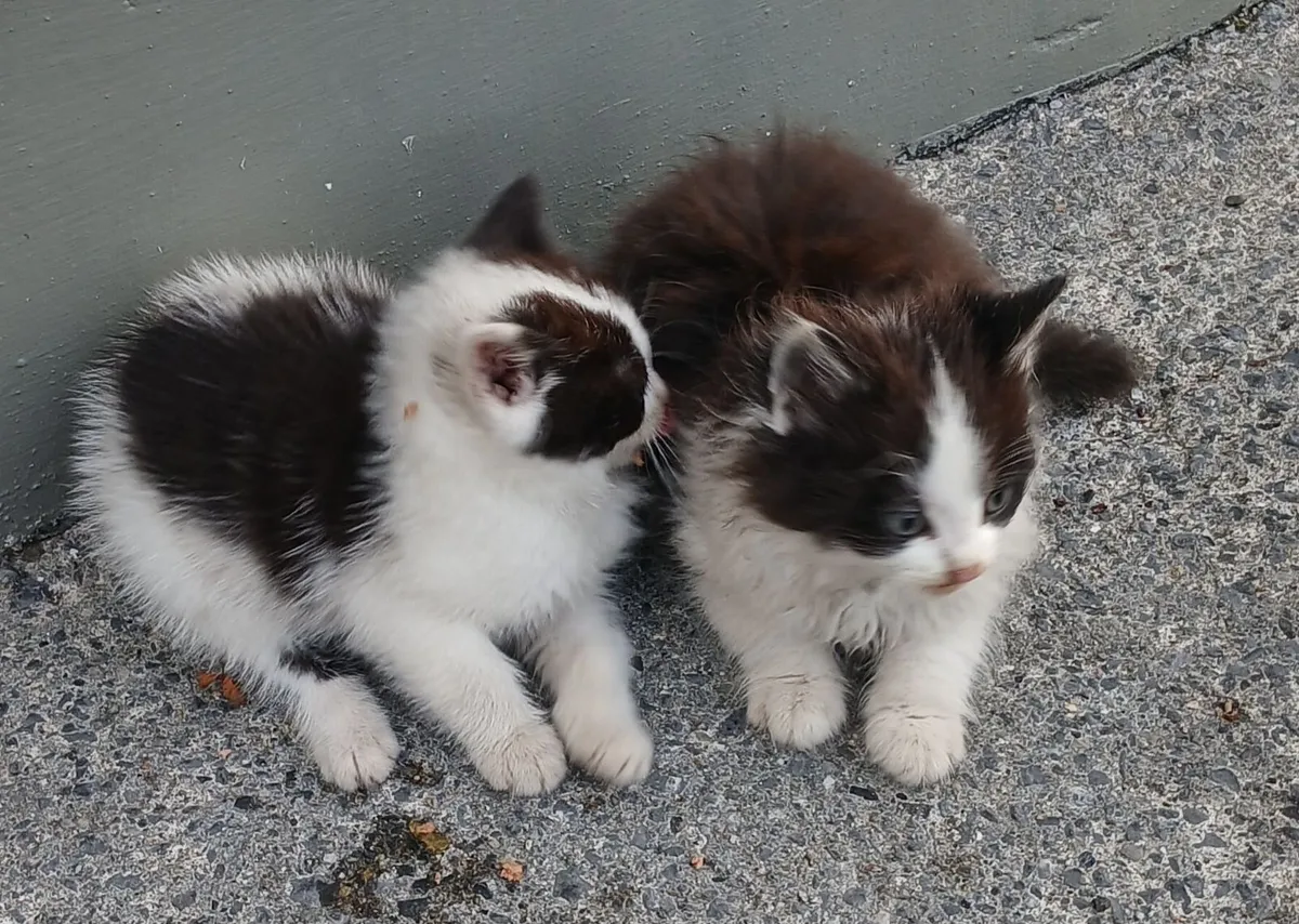 Kitten - Image 3