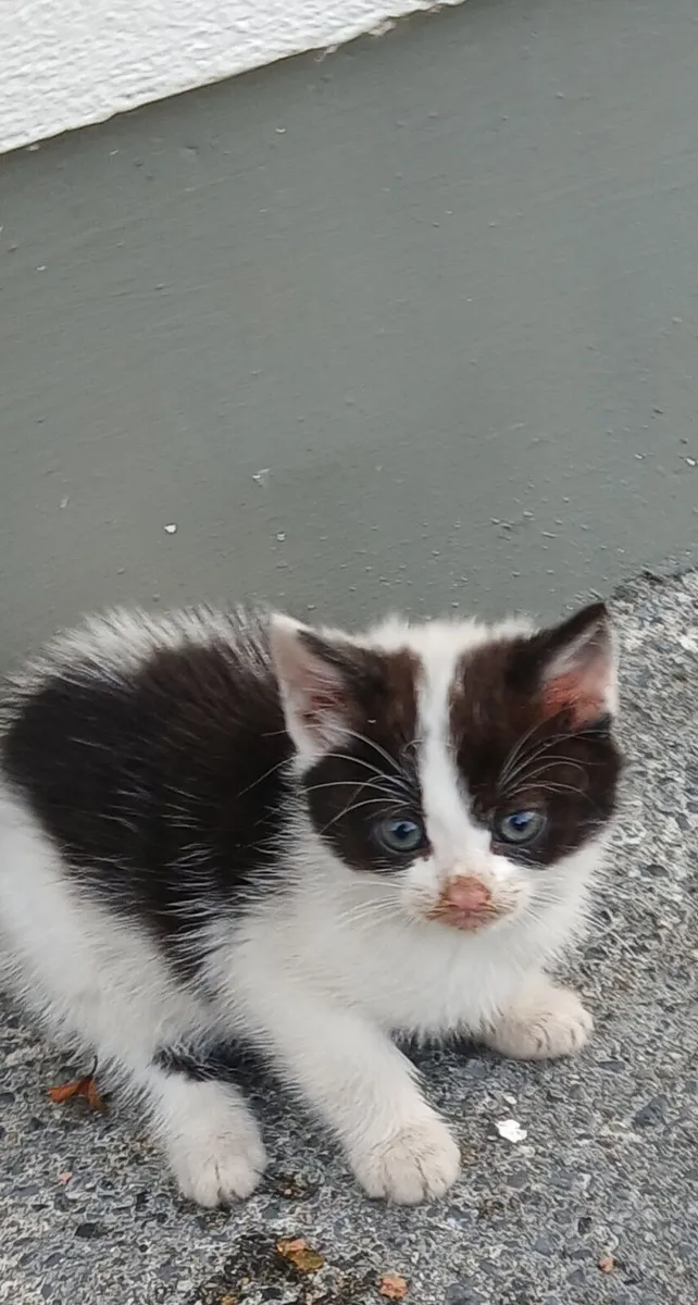 Kitten - Image 4