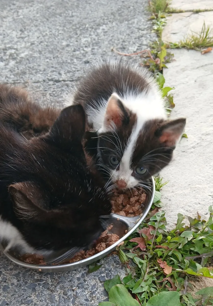 Kitten - Image 3