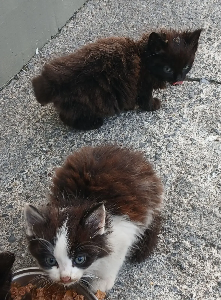 Kitten - Image 4