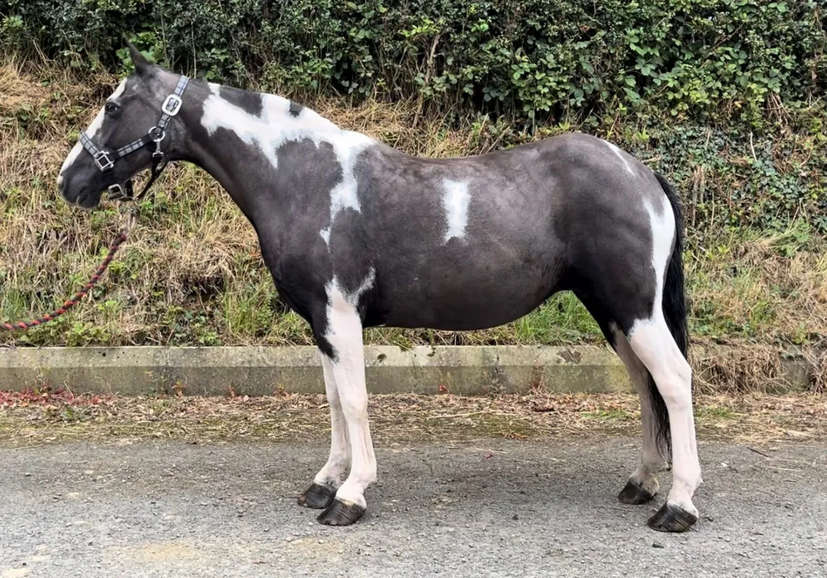 13.1hh Piebald Cob Mare – Safe, Exper & Genuine - Image 1