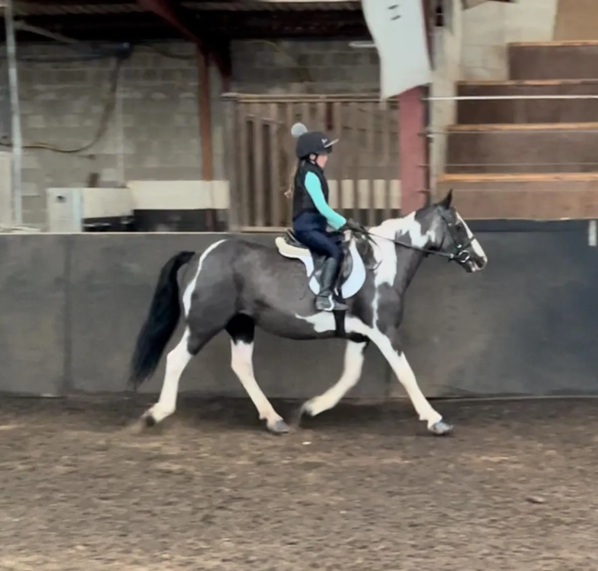 13.1hh Piebald Cob Mare – Safe, Exper & Genuine - Image 2