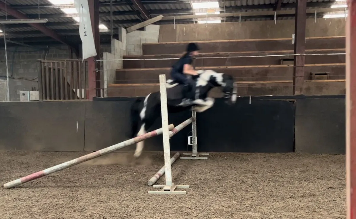 13.1hh Piebald Cob Mare – Safe, Exper & Genuine - Image 3
