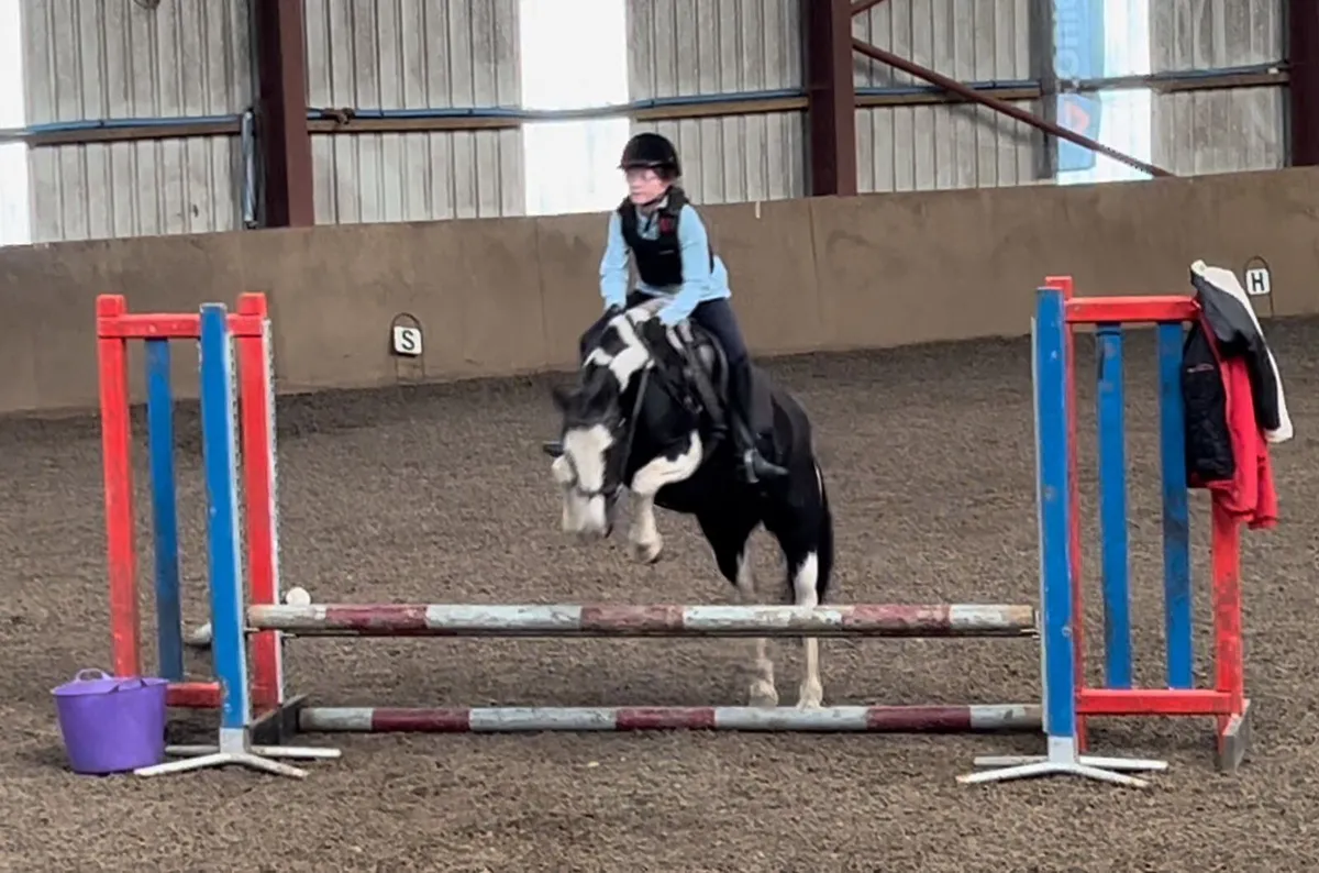 13.1hh Piebald Cob Mare – Safe, Exper & Genuine - Image 4