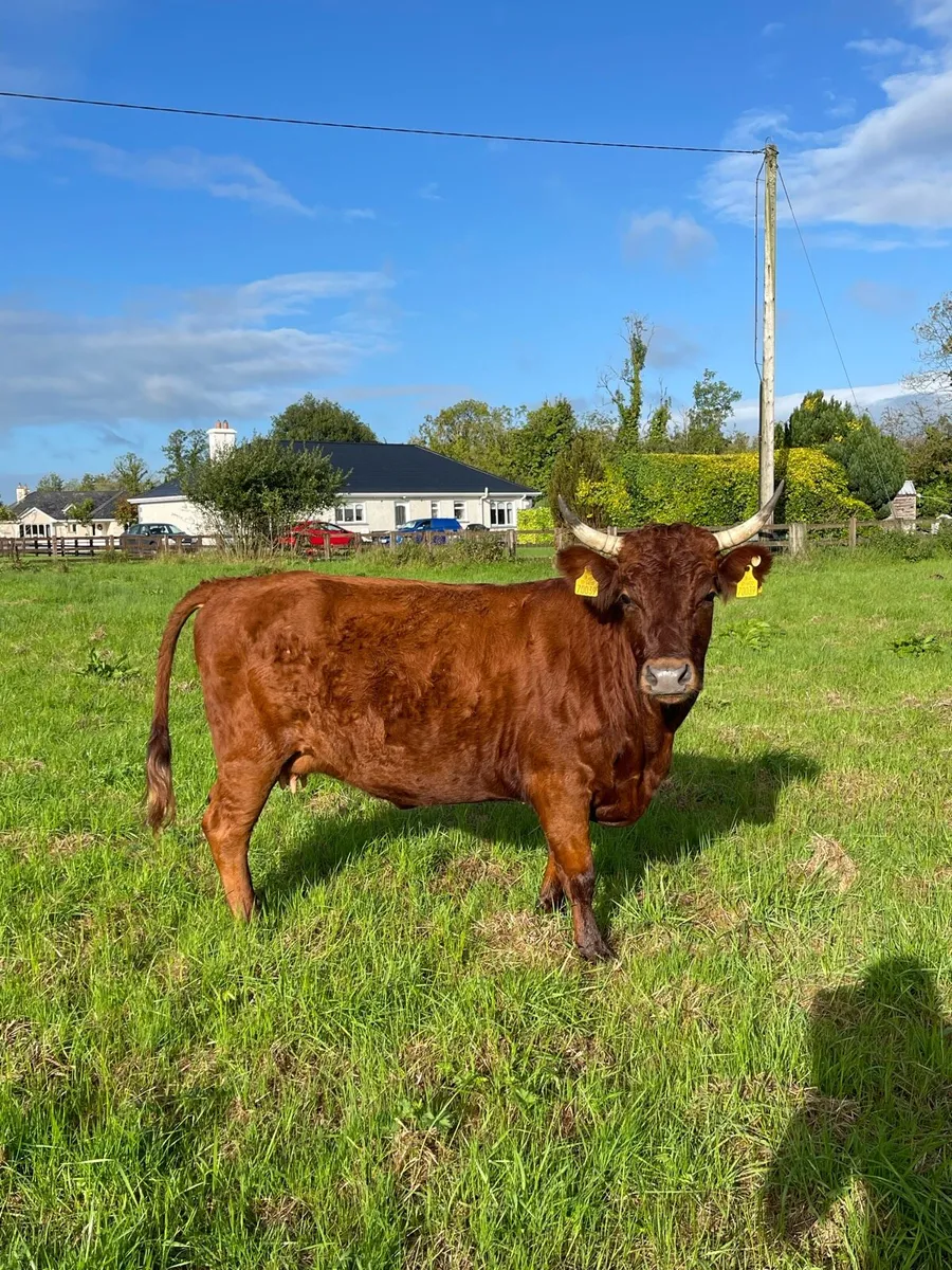 Organic Dexter Cows With Calves At Foot - Image 1