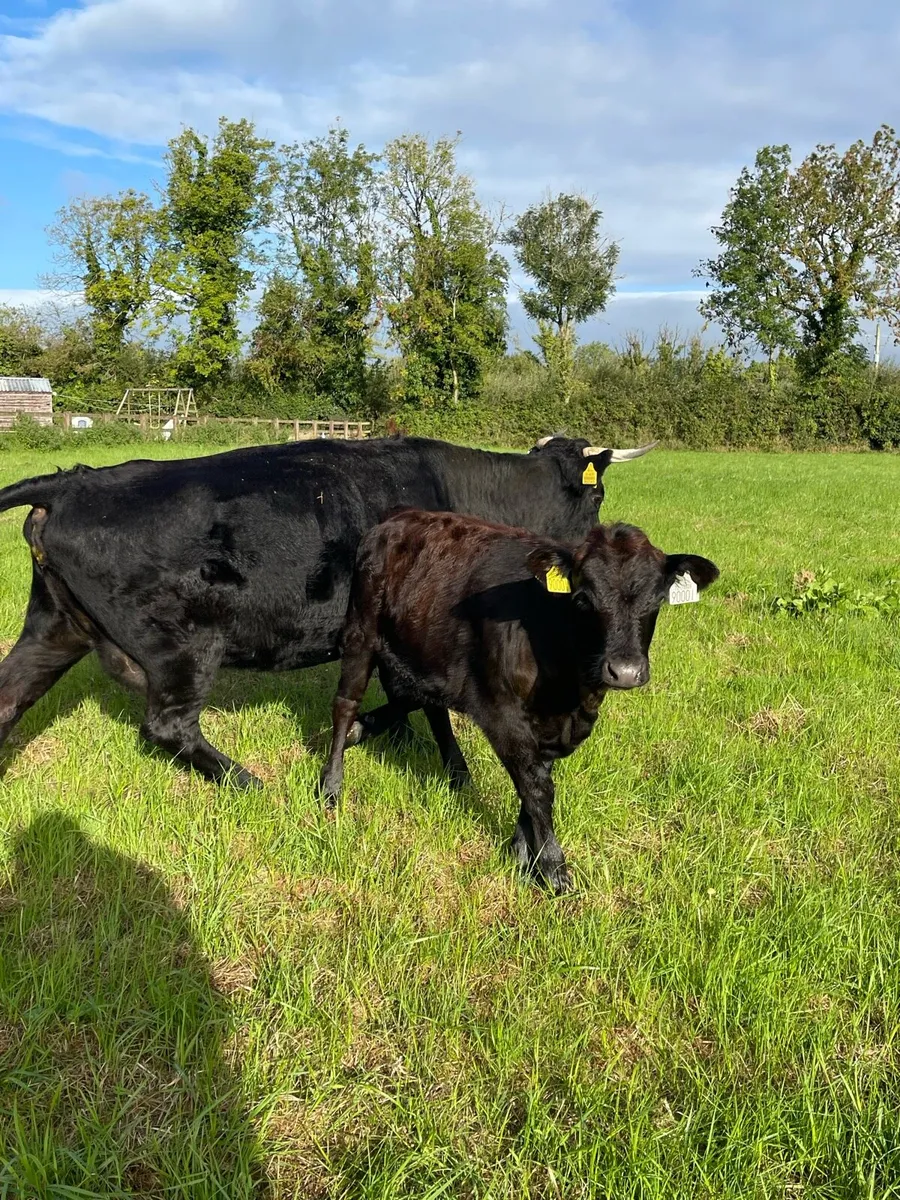 Organic Dexter Cows With Calves At Foot - Image 2
