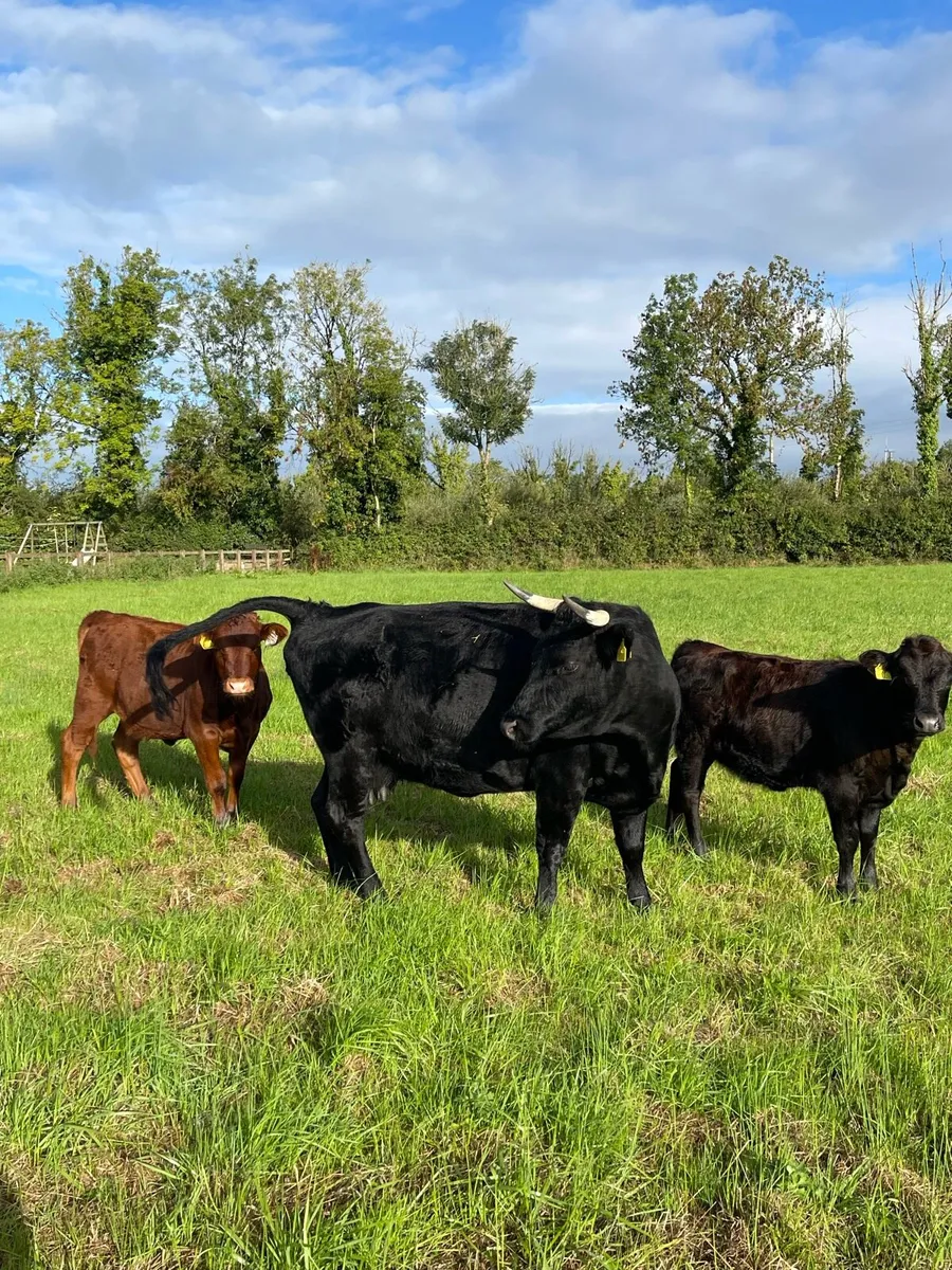 Organic Dexter Cows With Calves At Foot - Image 3
