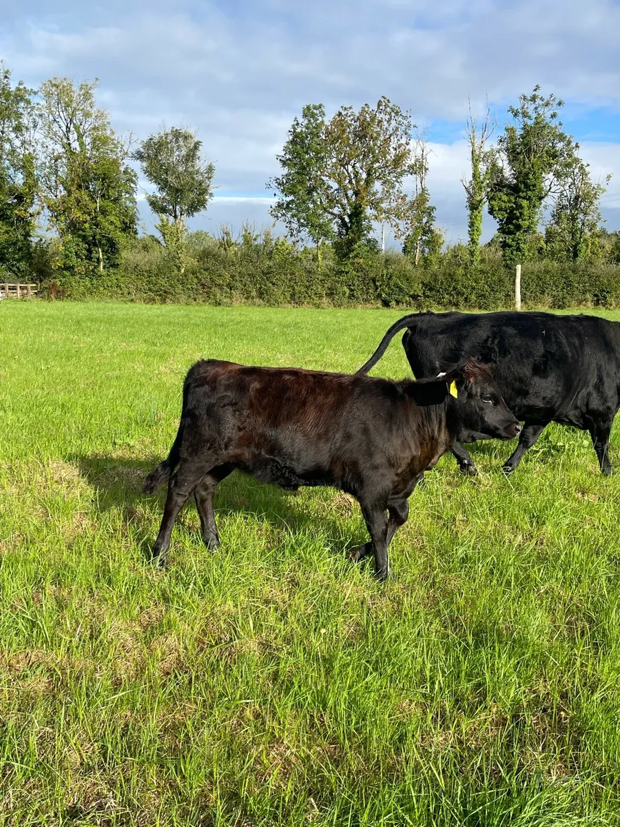 Organic Dexter Cows With Calves At Foot - Image 4