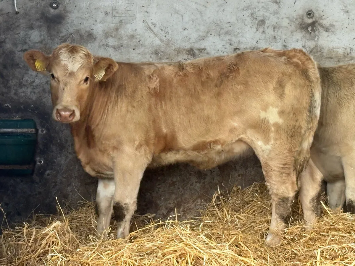 7 smashing charlois heifers - Image 2