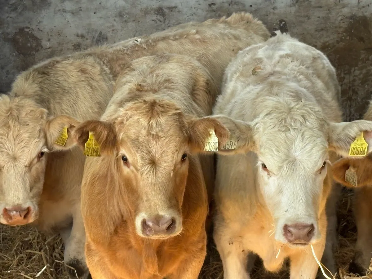 7 smashing charlois heifers - Image 2