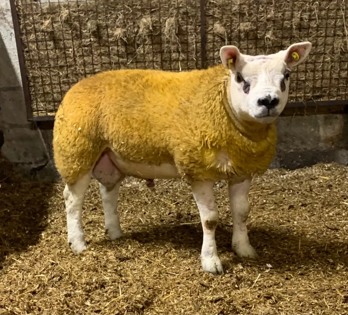 SIS PBR Texel Ram Lamb. - Image 1
