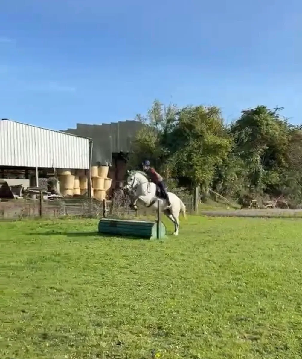 Talented 4yo 14.2hh Connemara - Image 3