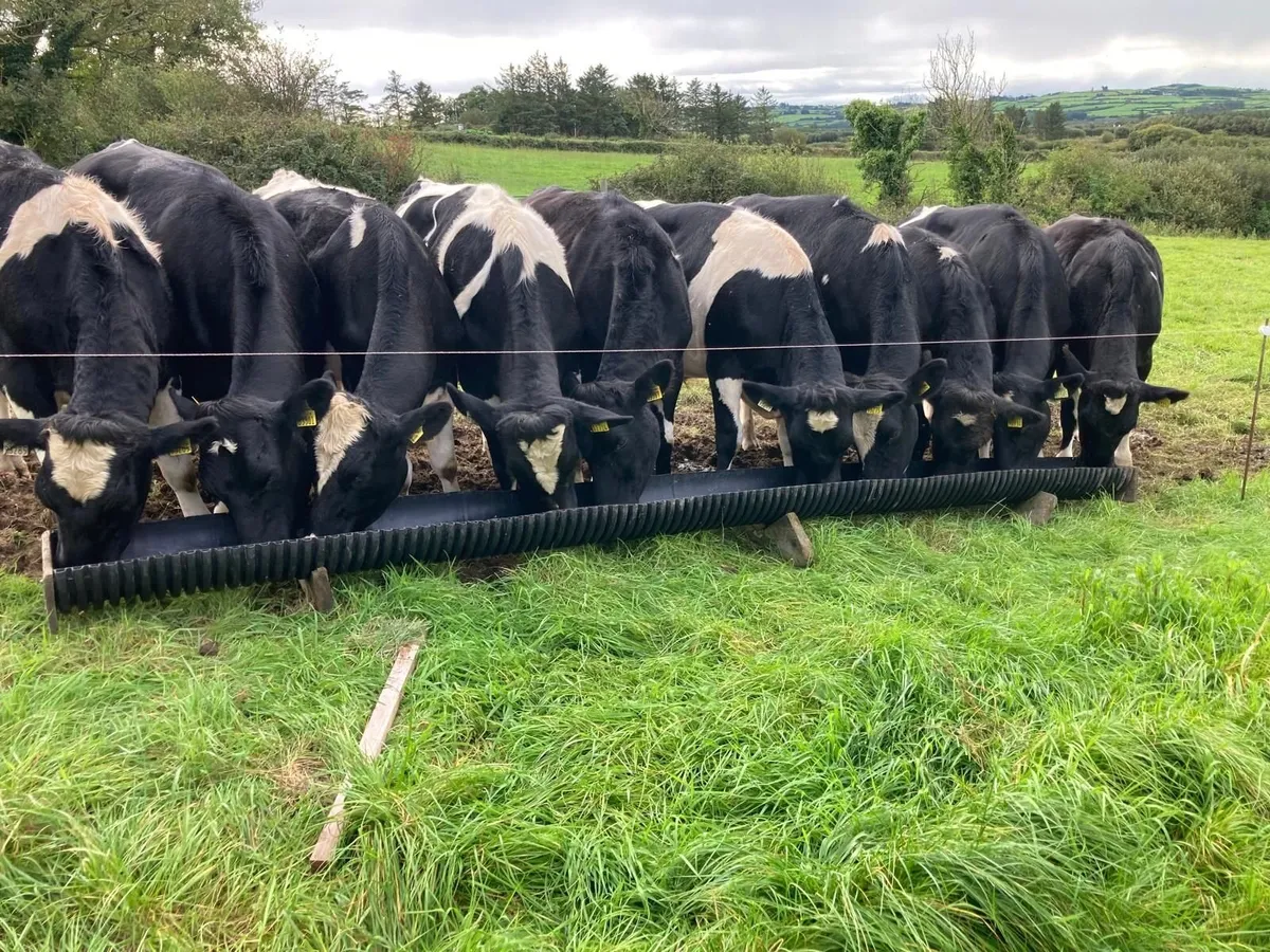 Livestock - Image 1