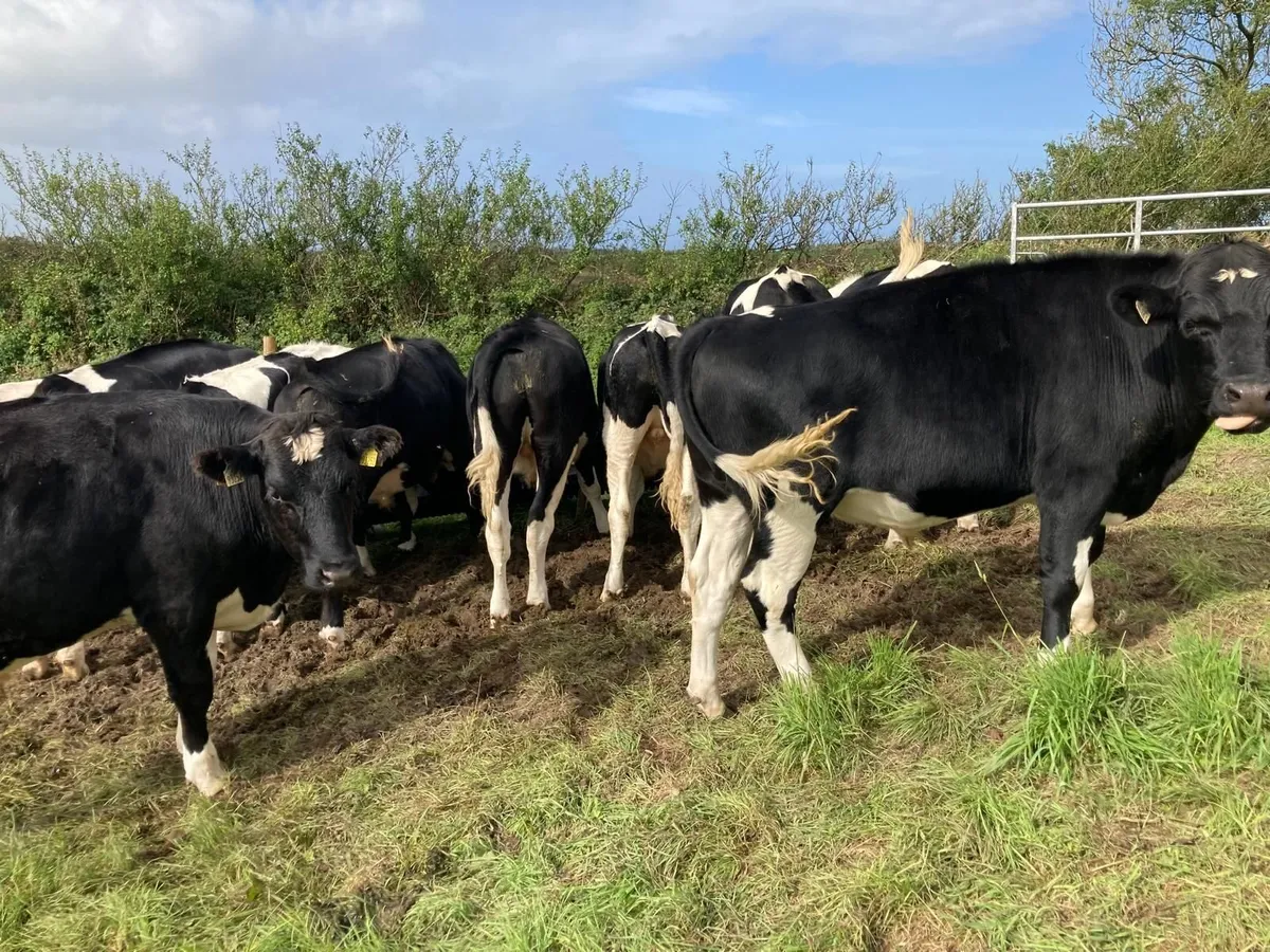 Livestock - Image 2