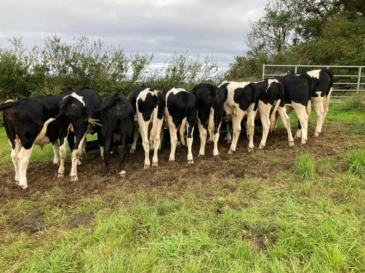 Livestock - Image 4