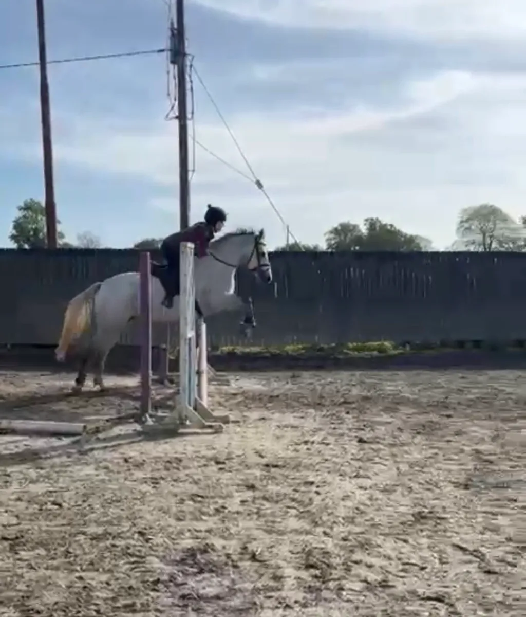 Talented 4yo 14.2hh Connemara - Image 2