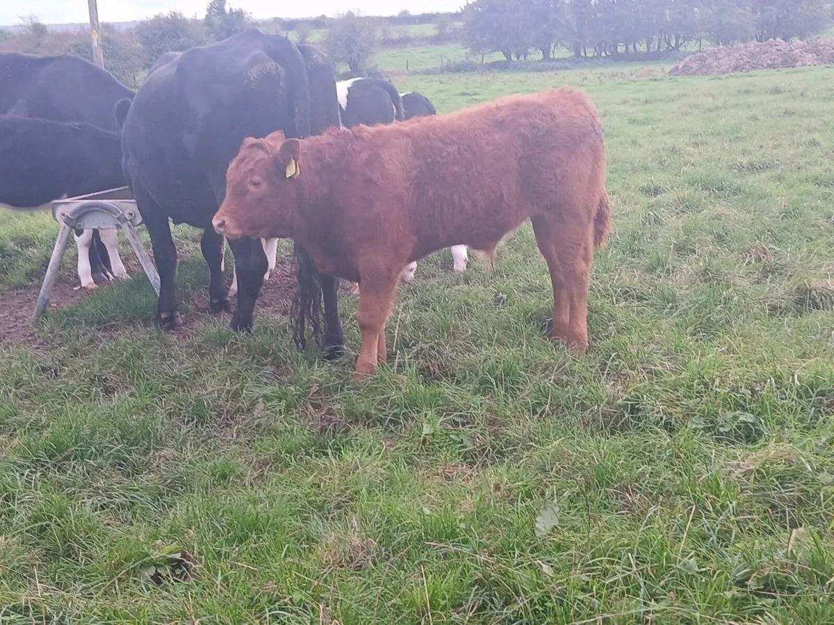 Angus Cow With Limousin Bull Calf - Image 2