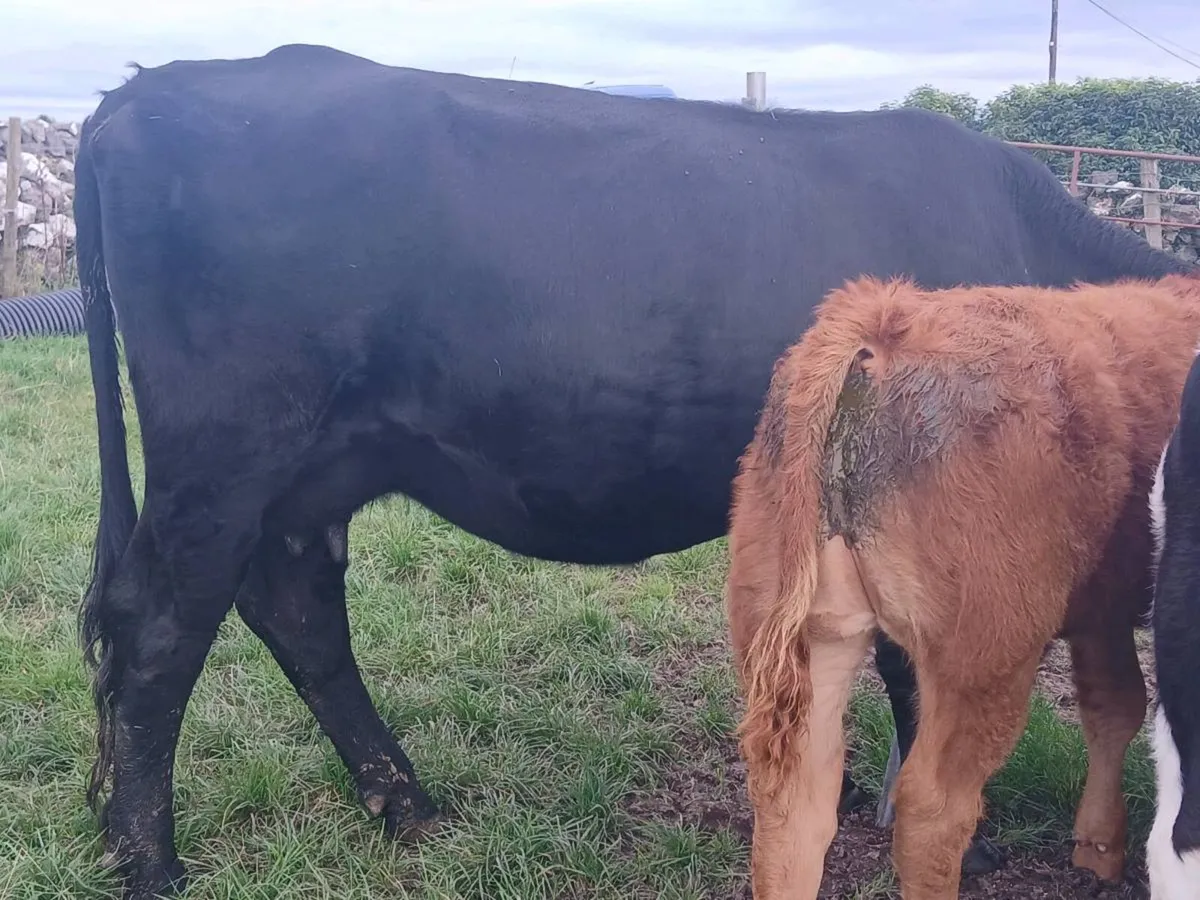 Angus Cow With Limousin Bull Calf - Image 4