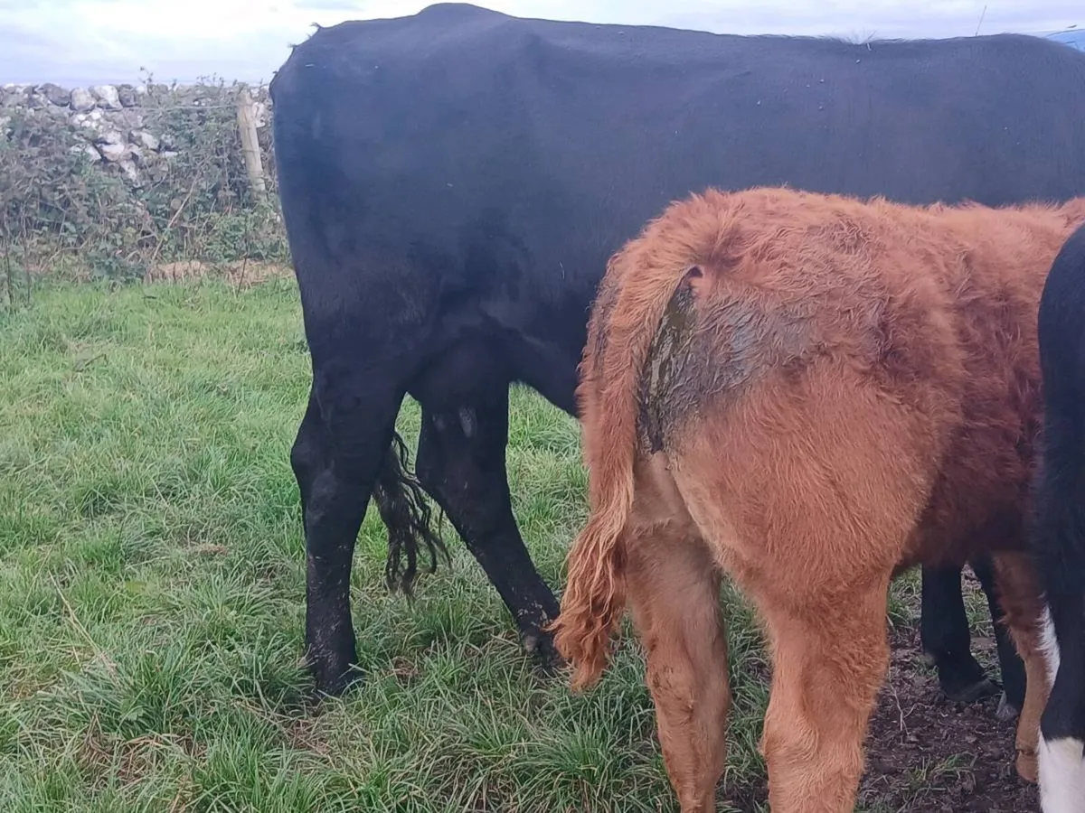 Angus Cow With Limousin Bull Calf - Image 3