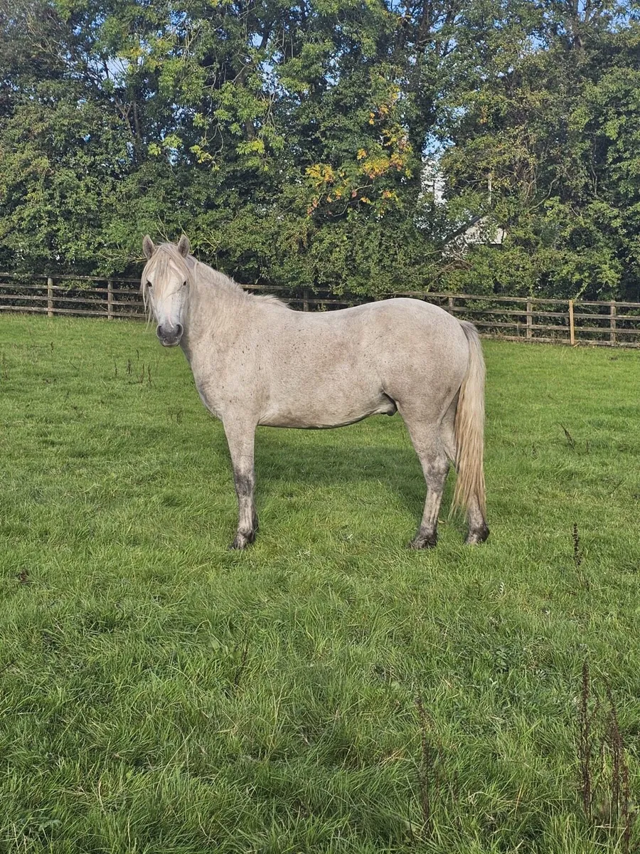 Connemara Gelding - Image 1