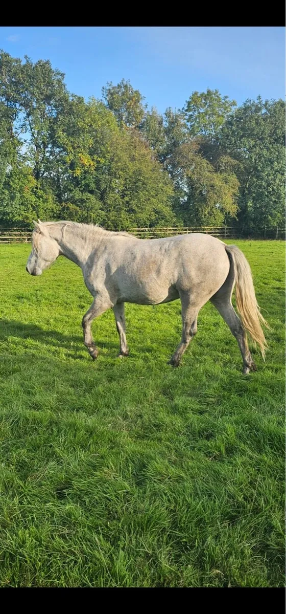 Connemara Gelding - Image 2