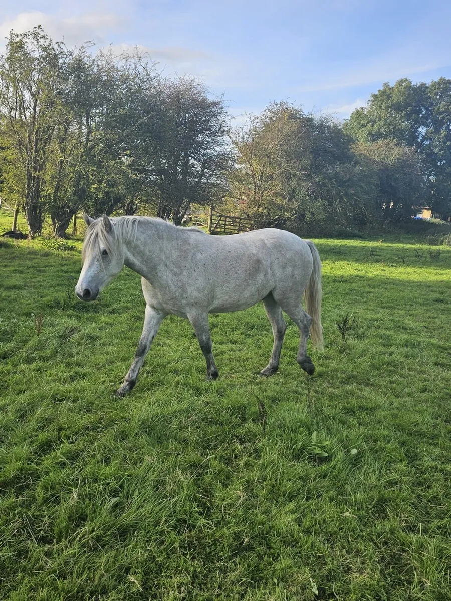 Connemara Gelding - Image 3