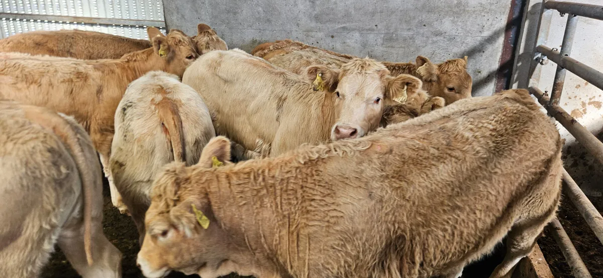 10 Super Golden Charolais Heifers. - Image 4