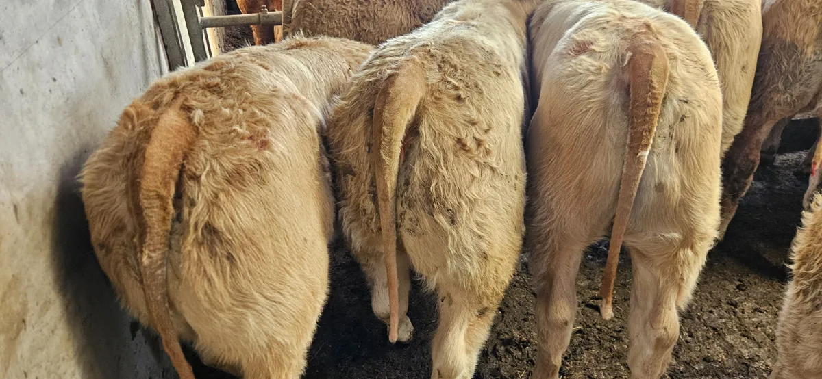 10 Super Golden Charolais Heifers. - Image 2