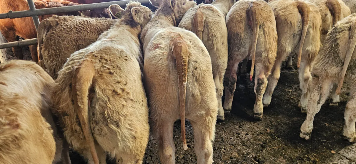 10 Super Golden Charolais Heifers. - Image 3