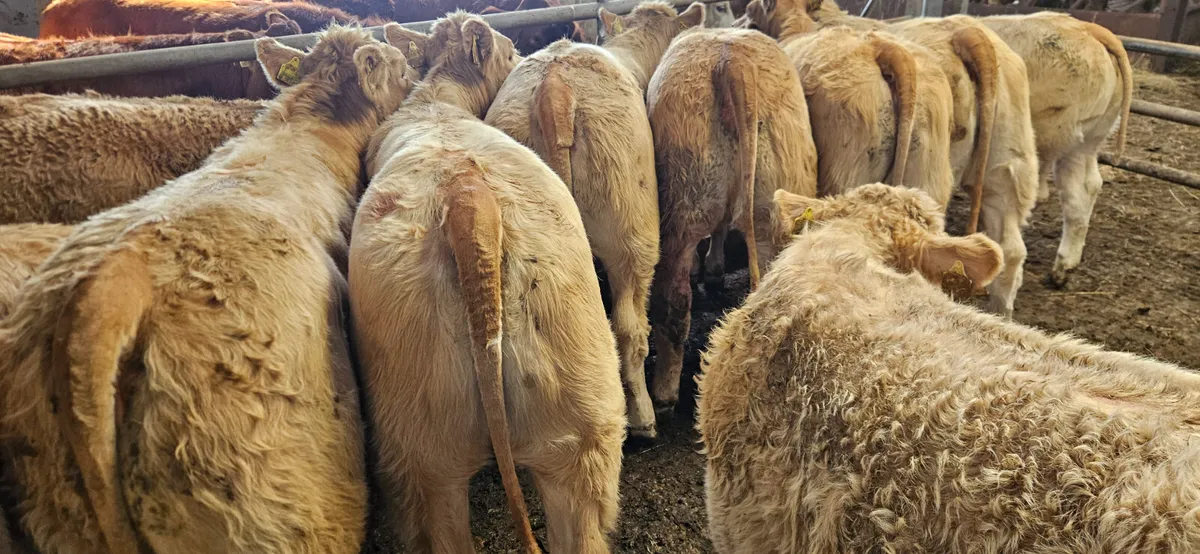 10 Super Golden Charolais Heifers. - Image 1