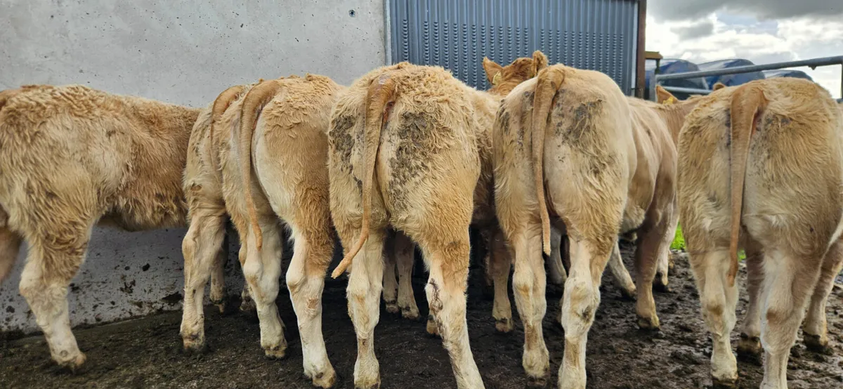 10 Exceptional U Grade Golden Charolais Heifers - Image 3