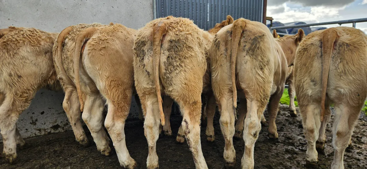 10 Exceptional U Grade Golden Charolais Heifers - Image 2