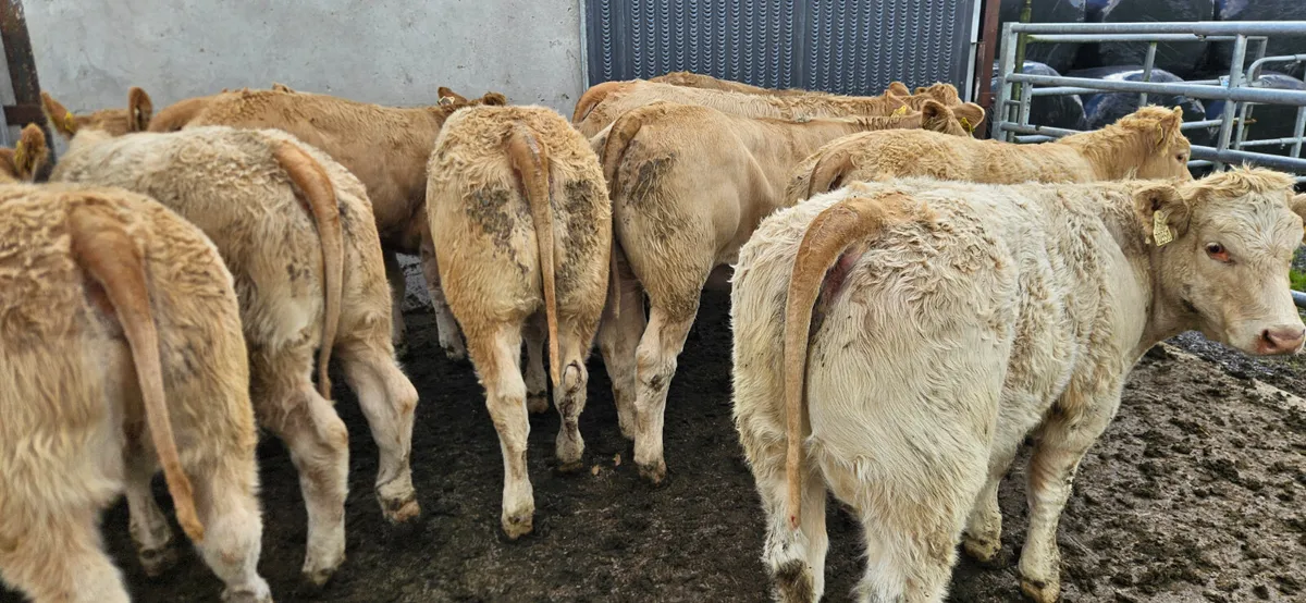 10 Exceptional U Grade Golden Charolais Heifers - Image 4