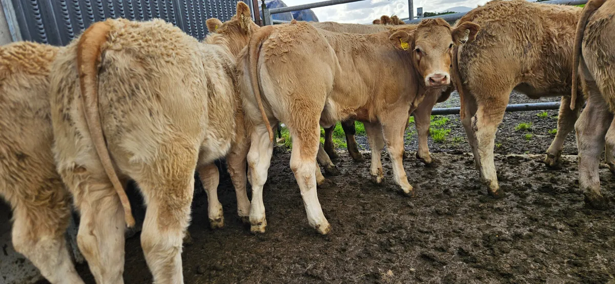 10 Exceptional U Grade Golden Charolais Heifers - Image 1