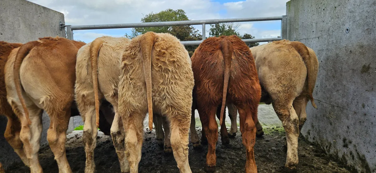 6 Super Continental Heifers. - Image 1