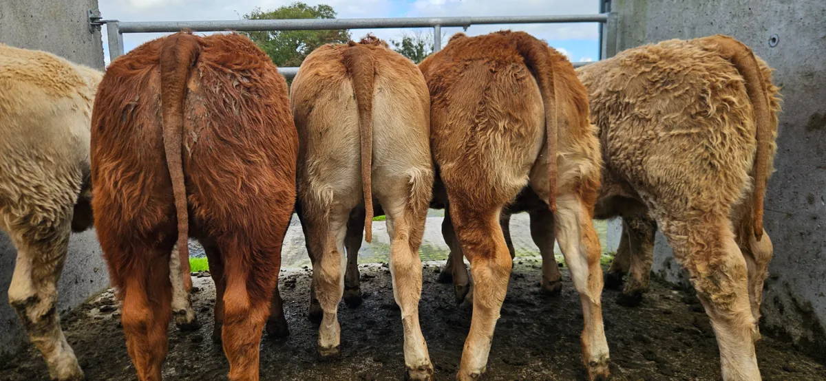 6 Super Continental Heifers. - Image 3