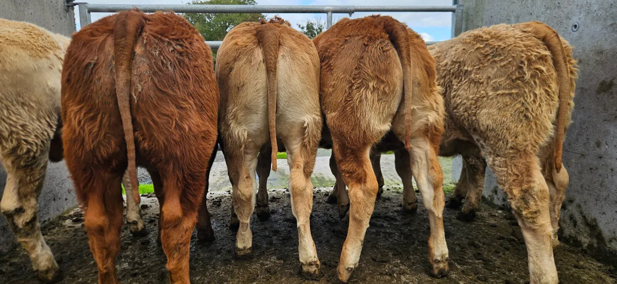 6 Super Continental Heifers. - Image 2
