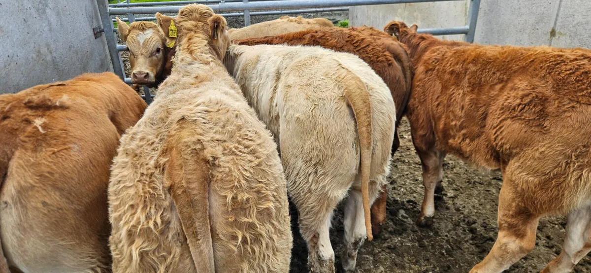 6 Super Continental Heifers. - Image 4