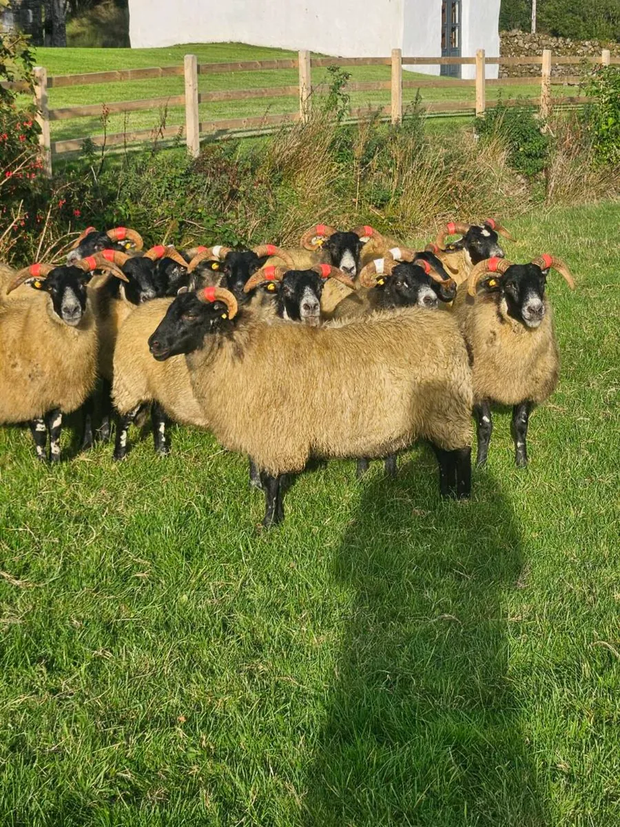 Hoggets for Mayo mountain 2026 sale - Image 1