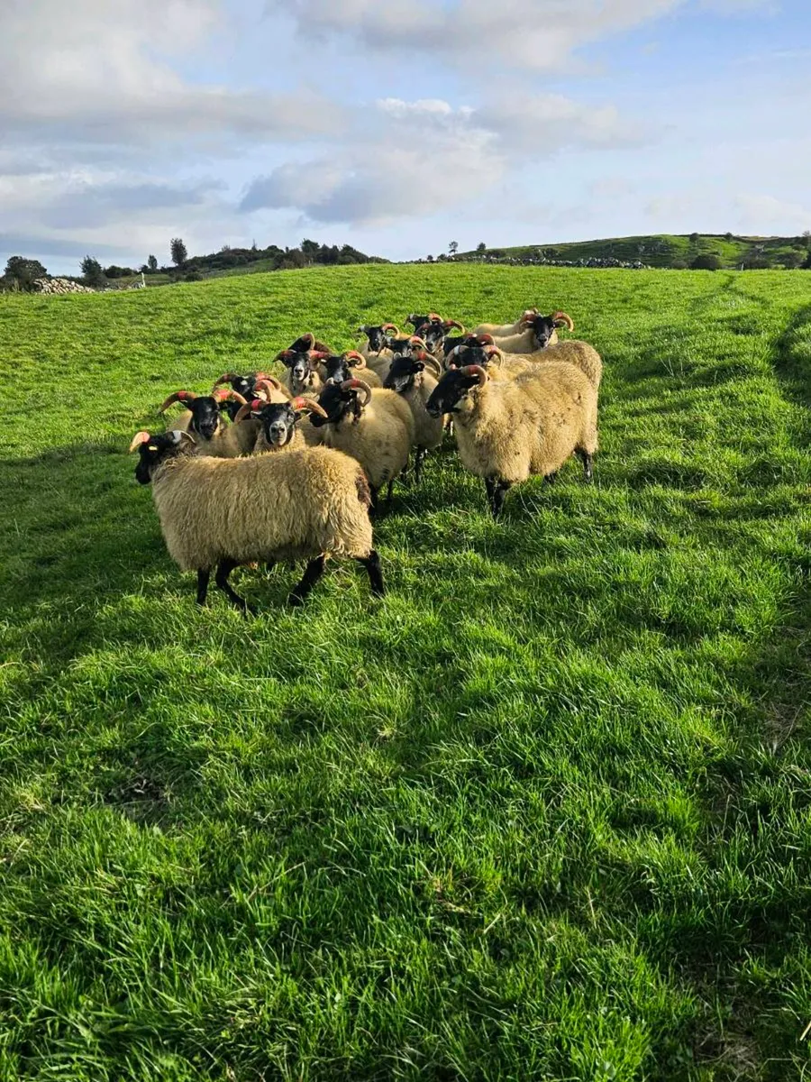 Hoggets for Mayo mountain 2026 sale - Image 2