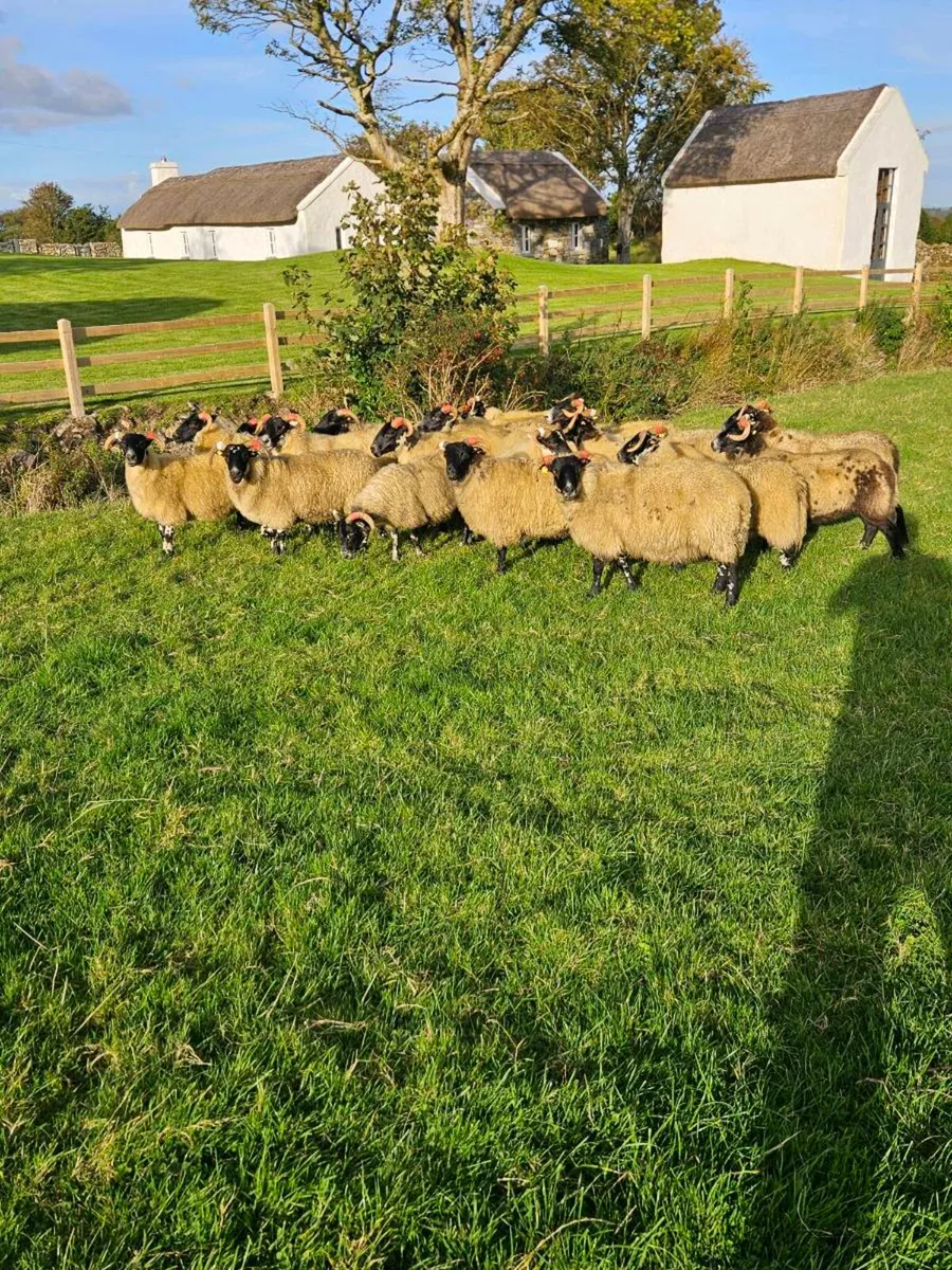Hoggets for Mayo mountain 2026 sale - Image 3