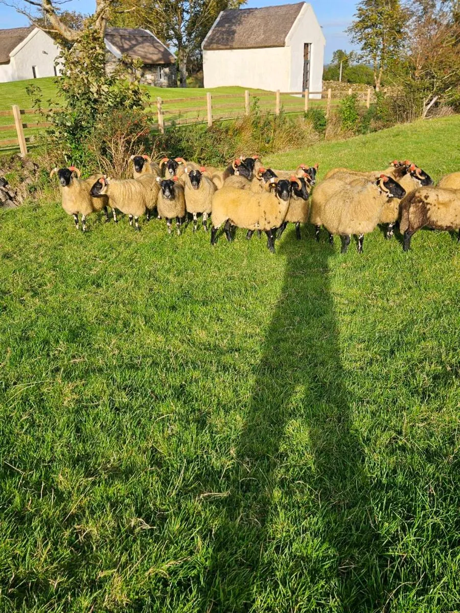 Hoggets for Mayo mountain 2026 sale - Image 4