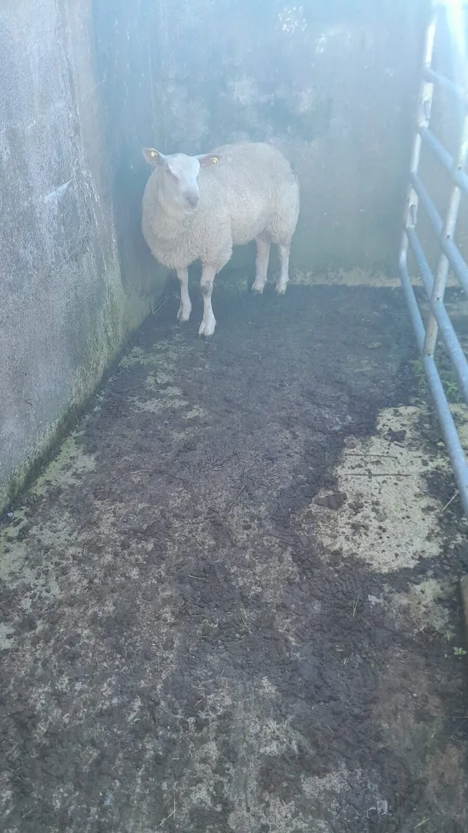 Charlollais Ram For Sale - Image 1