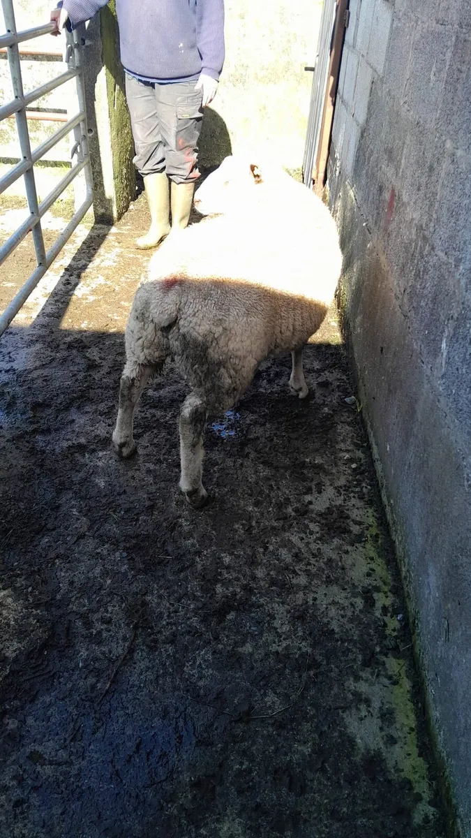 Charlollais Ram For Sale - Image 3