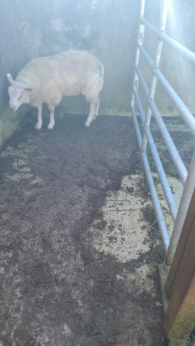 Charlollais Ram For Sale - Image 2
