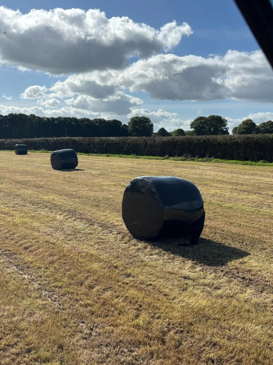 Freshly baled round bale silage - Image 2