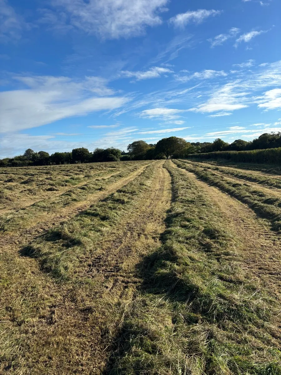 Freshly baled round bale silage - Image 3